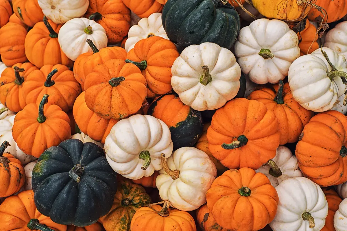 Pumpkin Painting