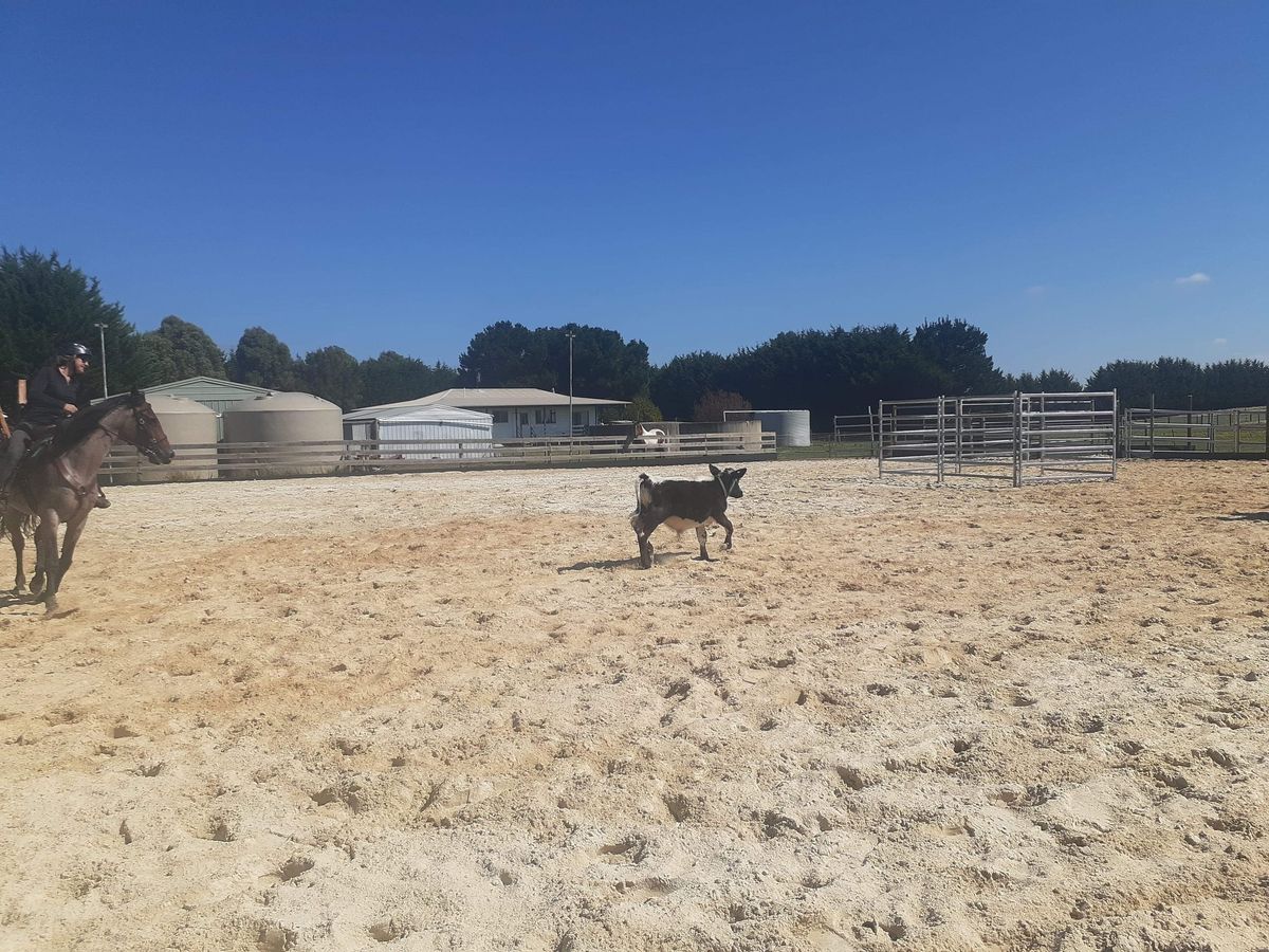 Kyneton Team Penning Fun Day 