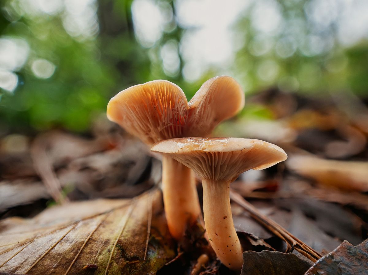 Discover the hidden fungi of Studland: A guided walk with Andy Knott