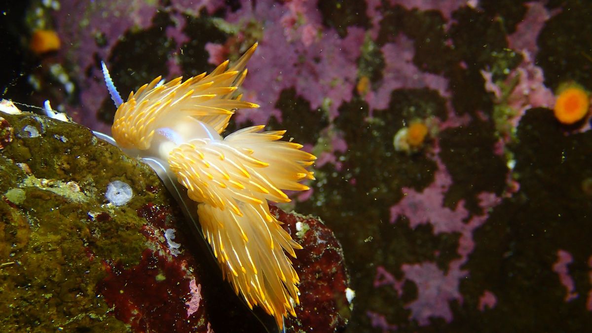 Nudibranch Hunt - PNW Scuba Buddies Edition