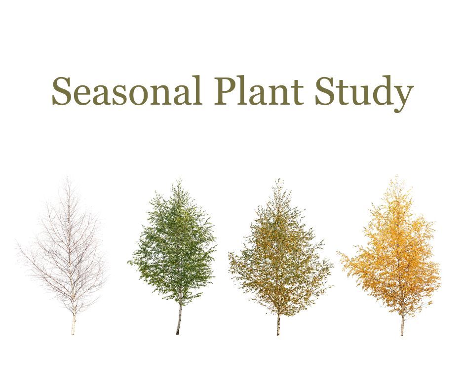 Seasonal Plant Study