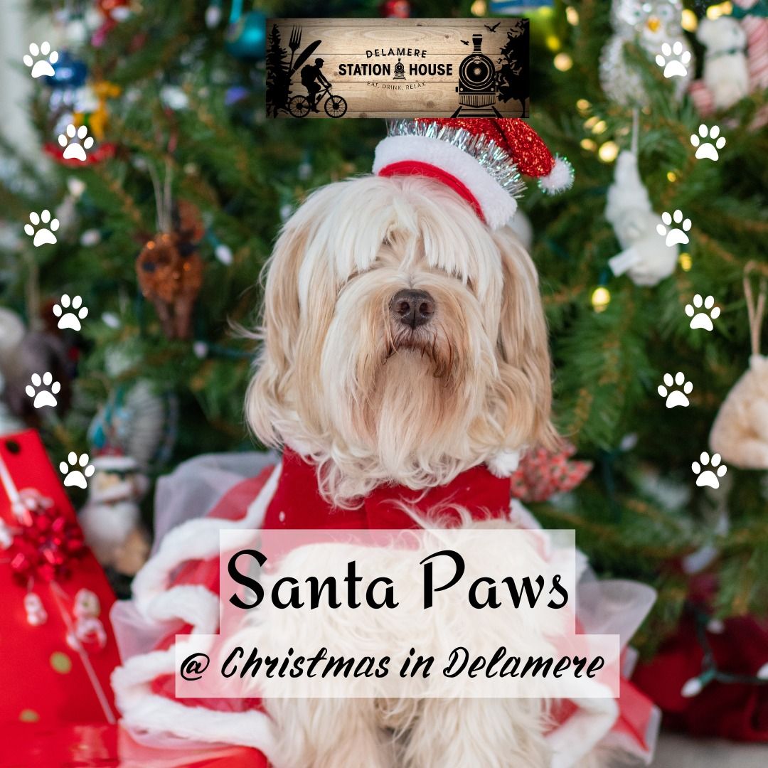 Santa Paws in Delamere Forest