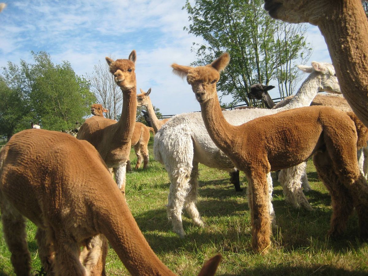 Dansk Alpaca Show 2025