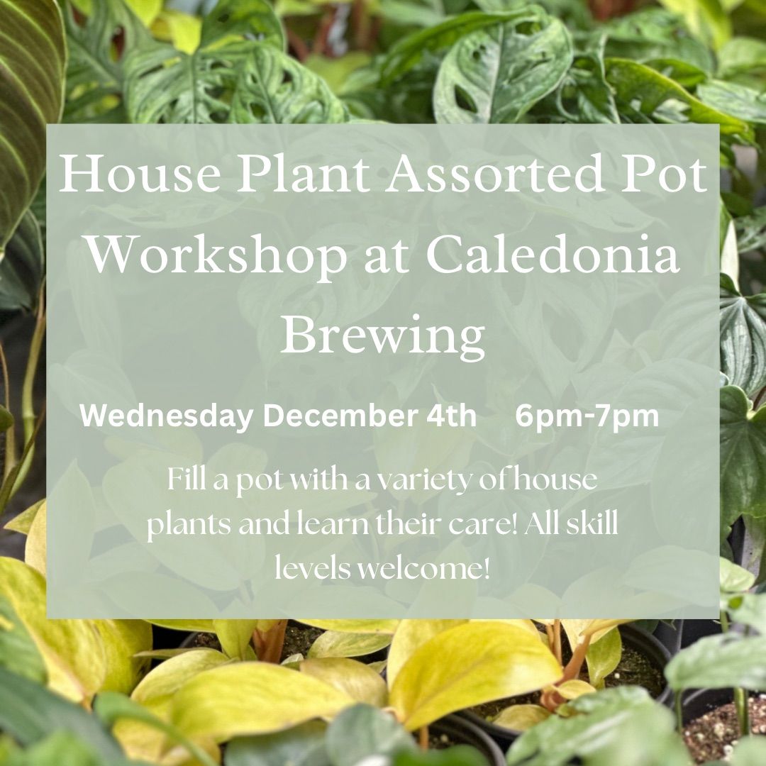 House Plant Assorted Pot Workshop at Caledonia Brewing