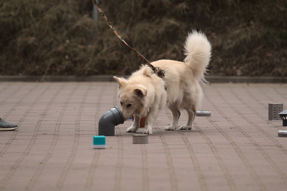 SZCZECIN: Kurs Podstawowy Nosework