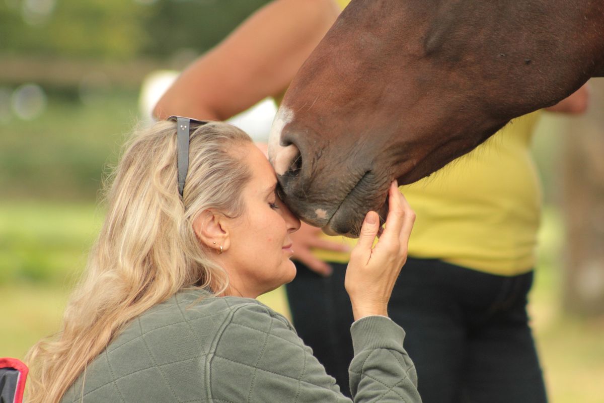 Experience Mindfulness and Meditation in nature with horses 