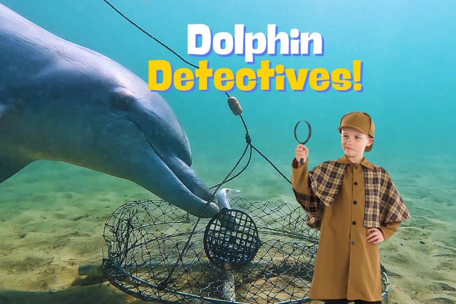 School Holiday Program - Dolphin Detectives