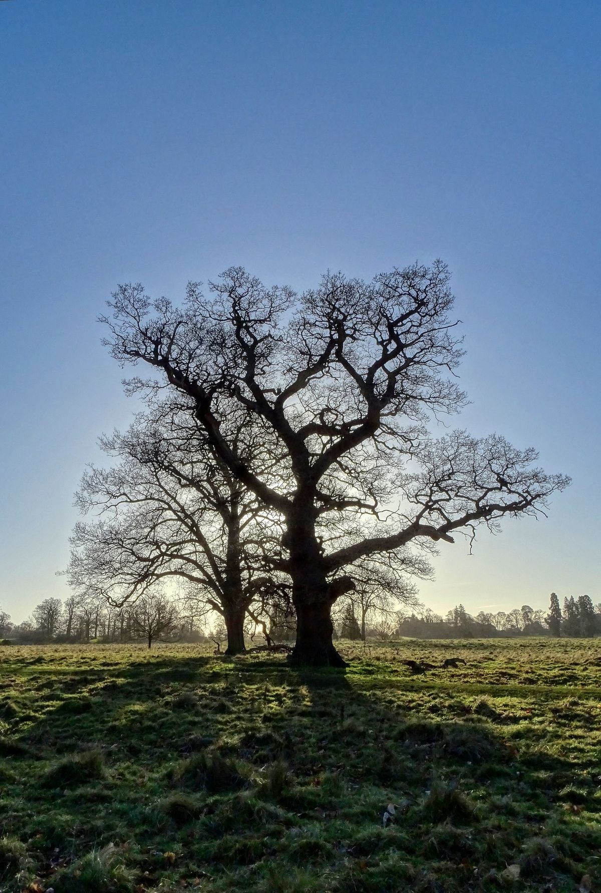 February Half-Term: Terrific Trees Trail