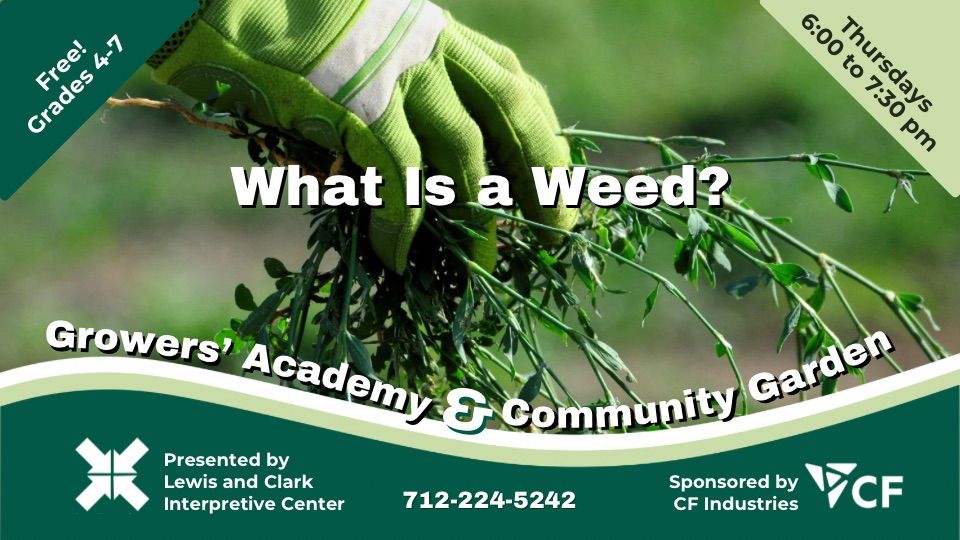 Growers\u2019 Academy: What is a W**d?