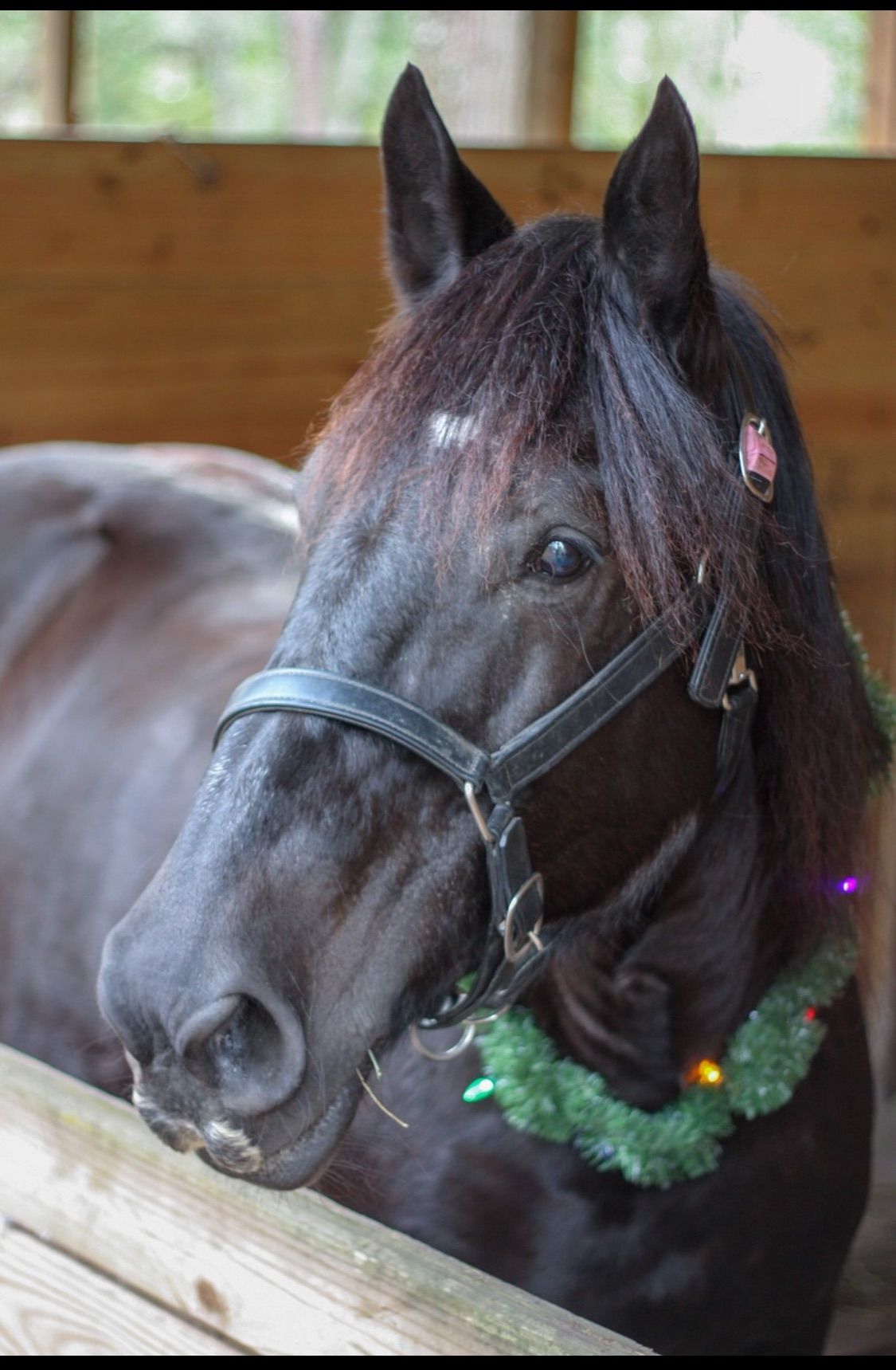 Christmas Pictures with Draft Horses and Carriage!