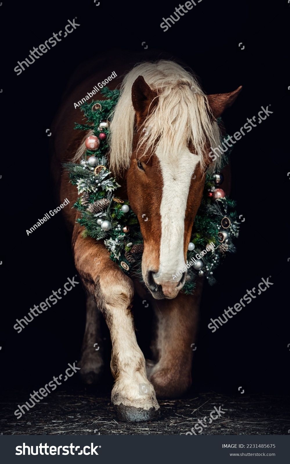 Christmas Pictures with Draft Horses and Carriage!