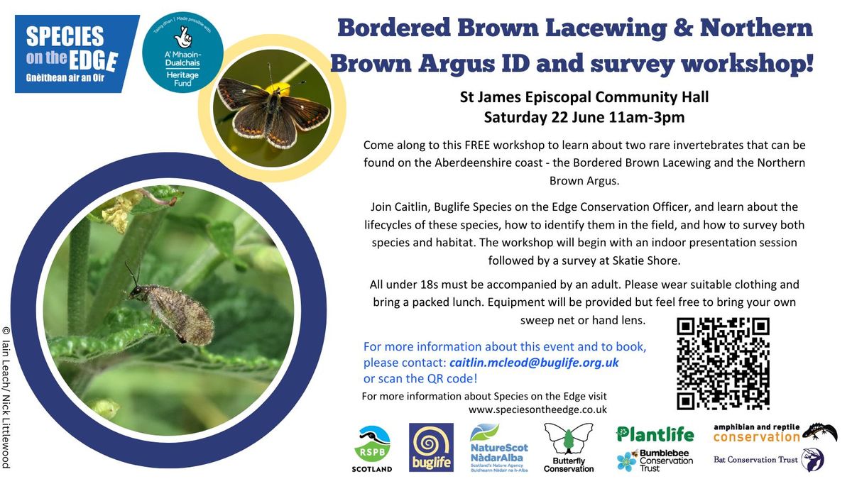 Bordered Brown Lacewing & Northern Brown Argus ID and Survey Workshop