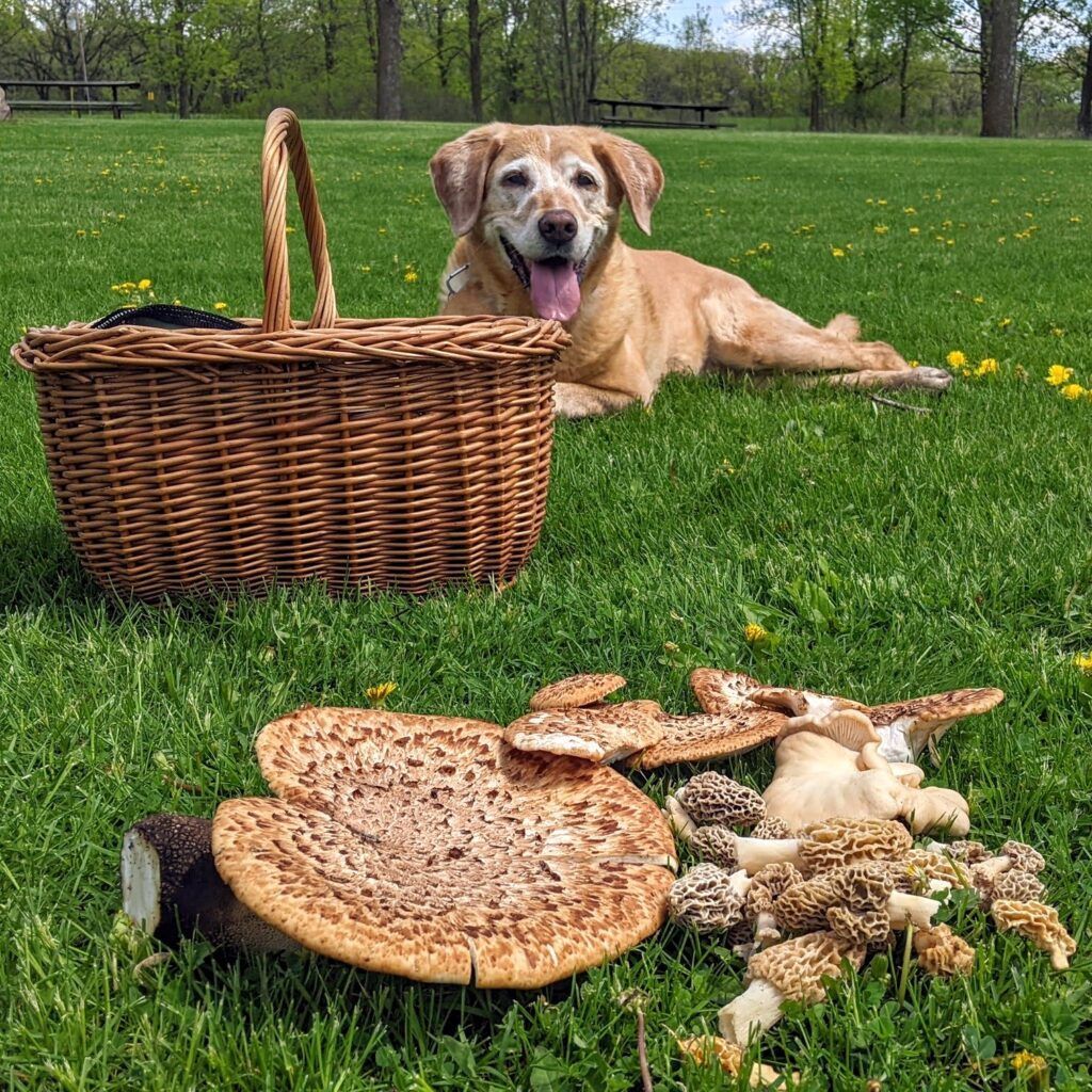 Springtime Foraging