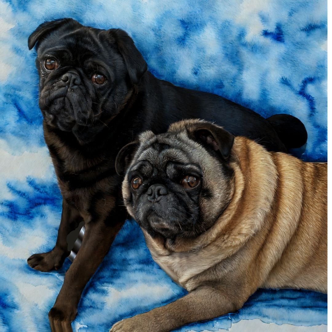 Drawing Animals from Life with Pugs!