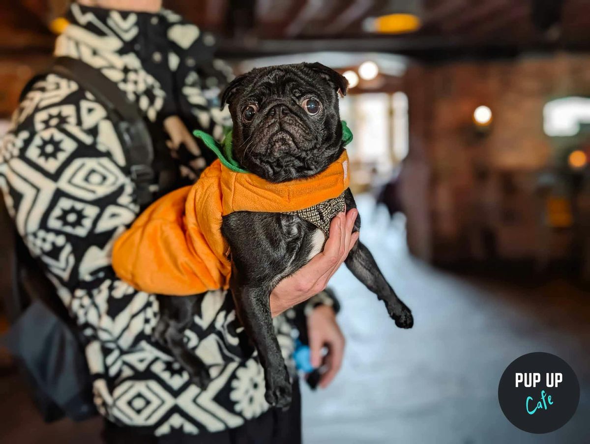  Halloween Pug Pup Up Cafe - Leeds ?