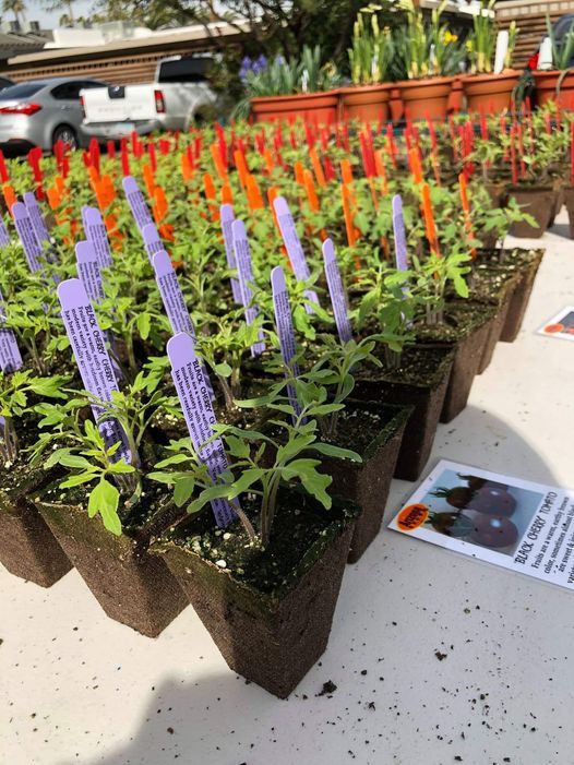 Tomato Plant Sale at Changing Hands