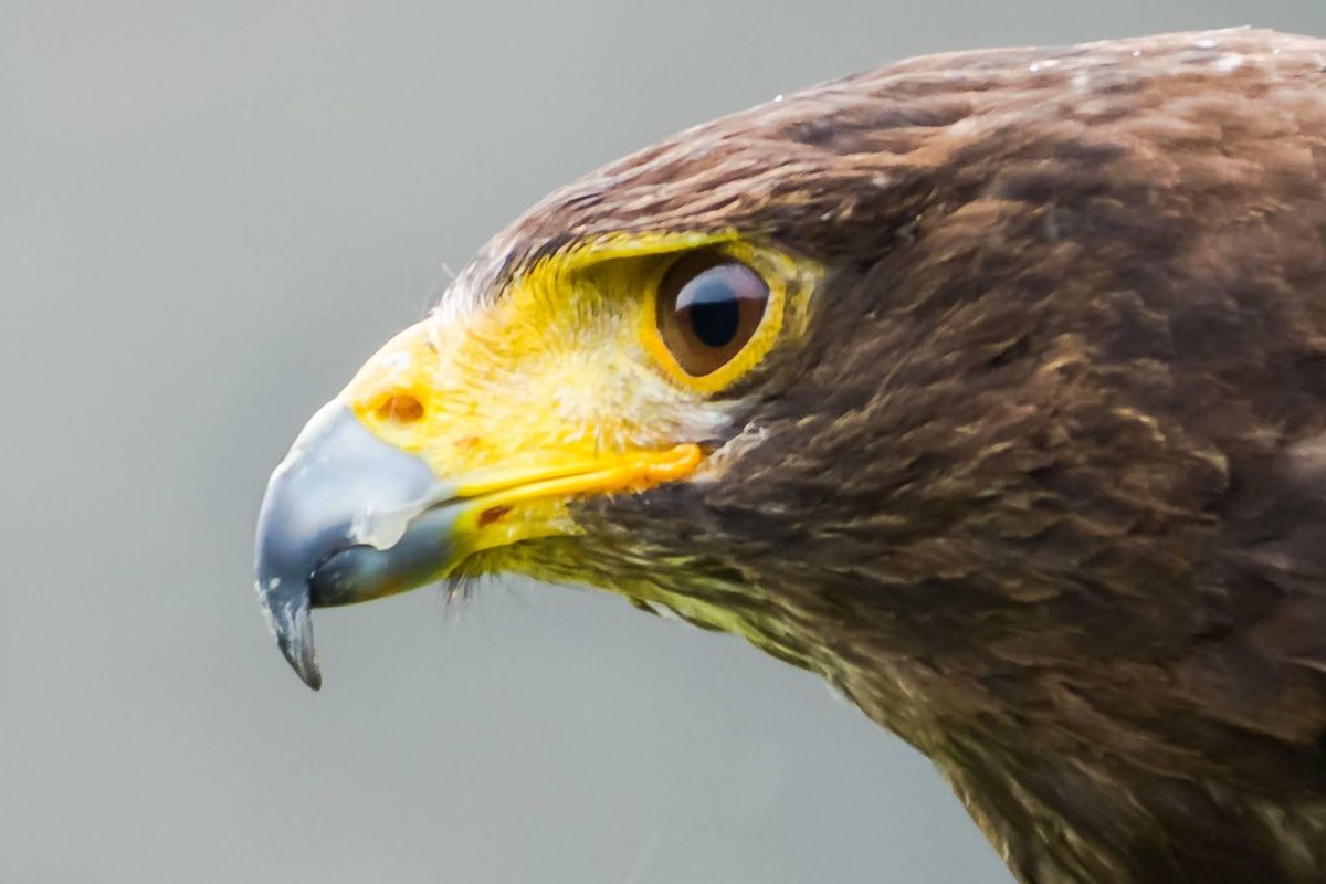 Hebogyddiaeth Canoloesol \/ Medieval Falconry