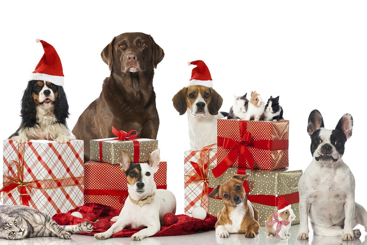 2024 Pet Photos with Santa