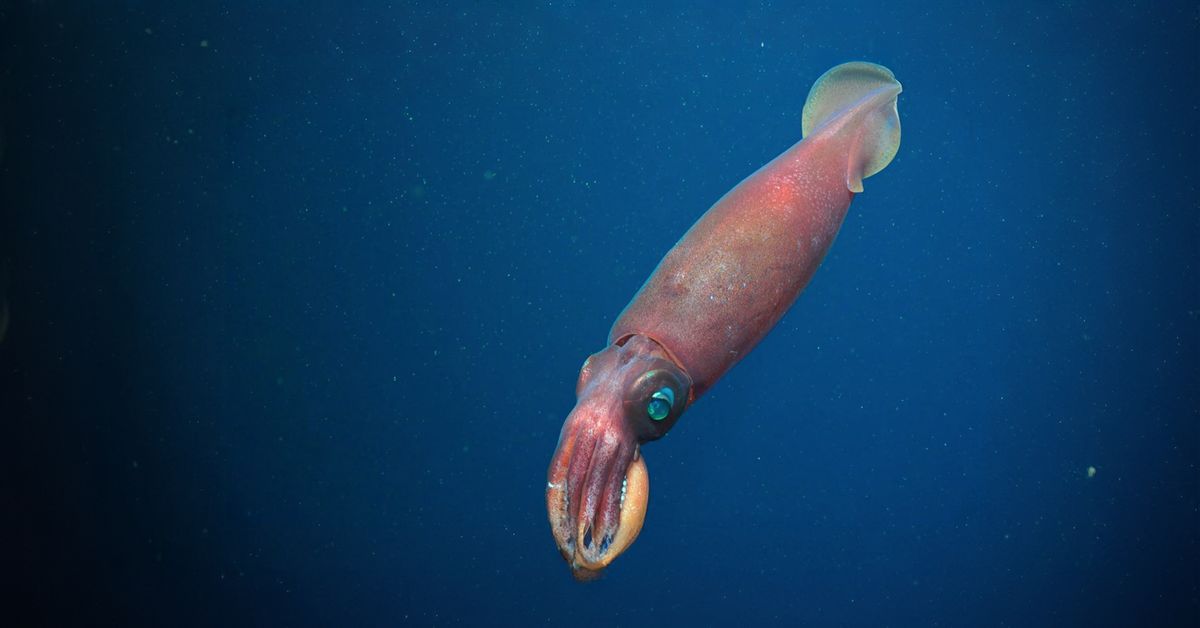 Secrets of the Deep: Exploring WA's deep-water diversity