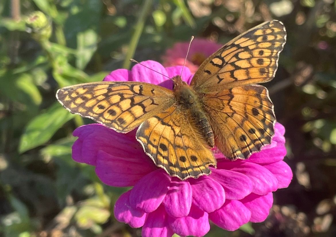 Butterflies 101 Class @ Lewis Ginter