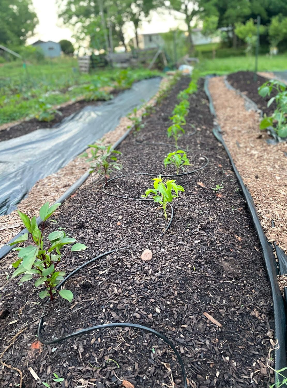 EASY No-till raised-bed gardening workshop