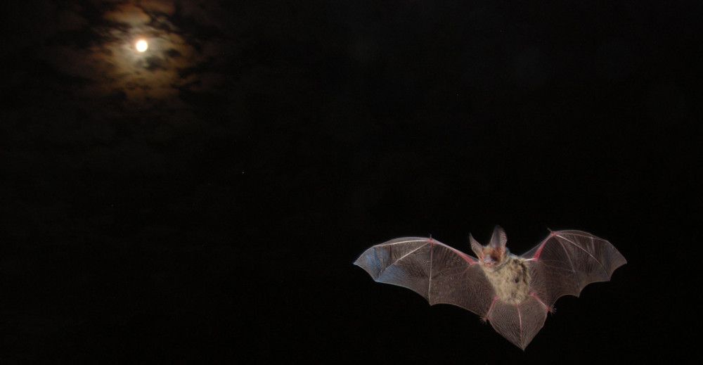 Microbats at Dendy Park