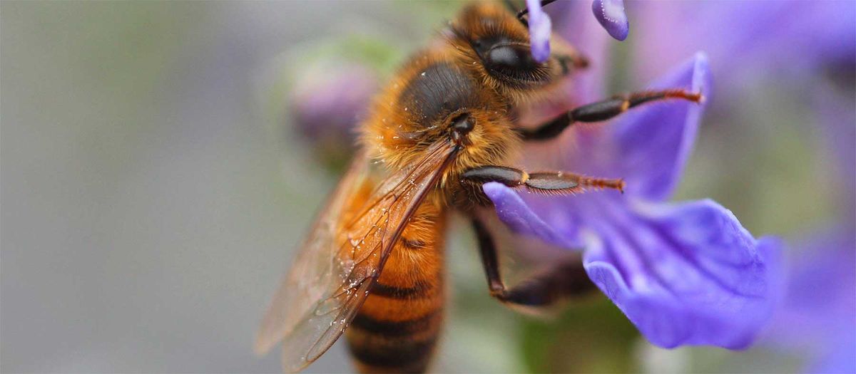 FREE Master Gardener Class: Bees