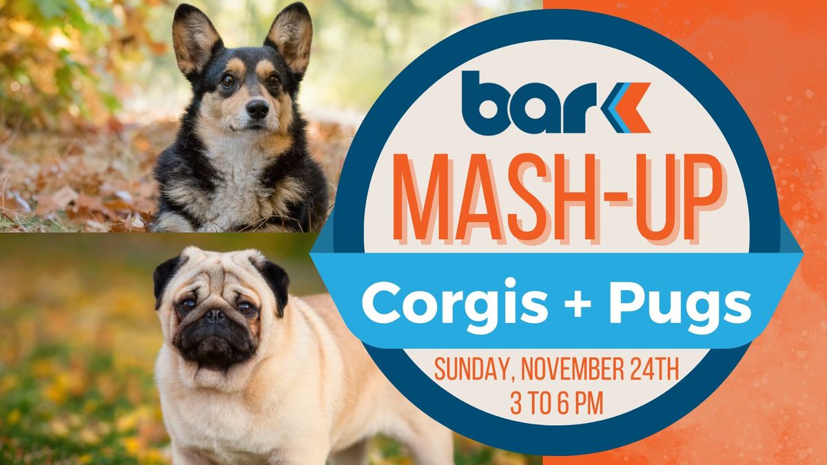 Breed Mash-Up: Corgis + Pugs