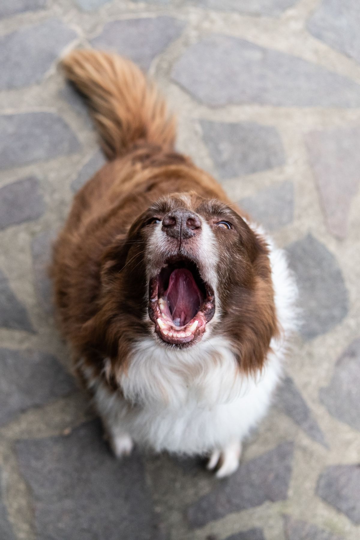 FIT im Beurteilen und Verstehen von Hundeverhalten