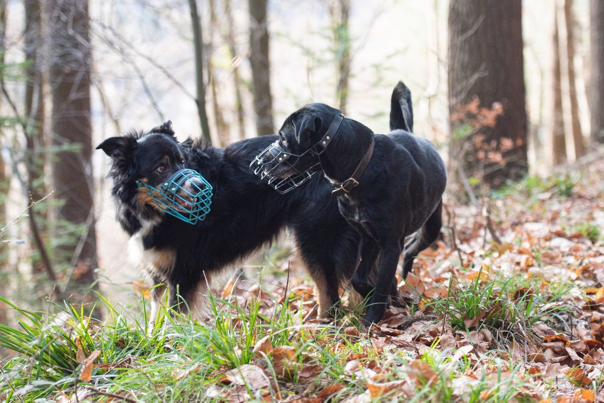 Seminar Hund-Hund-Kommunikation in Berlin