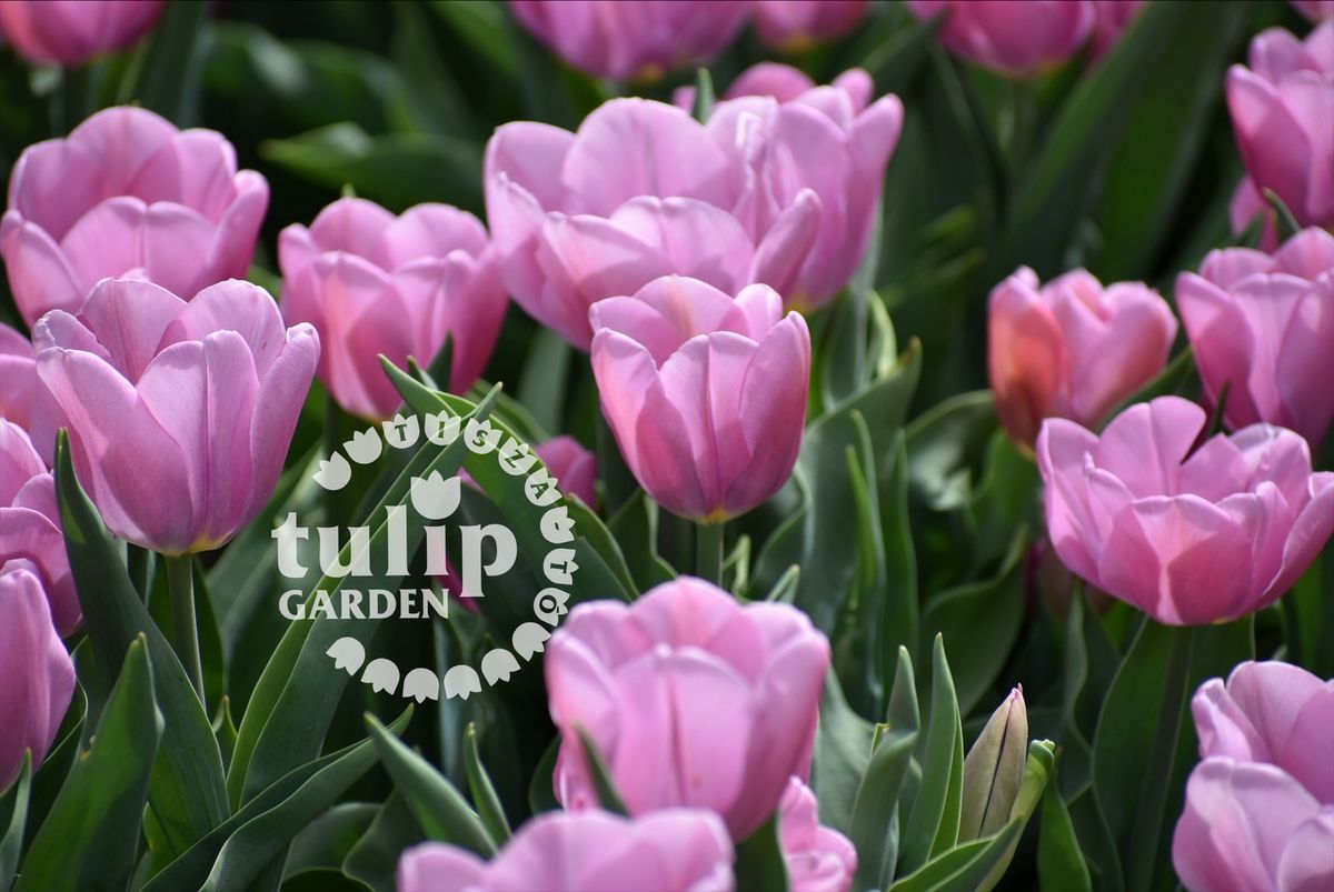   \ud83c\udf37\ud83c\udf37V. Tulip\u00e1nsz\u00fcret a TulipGarden Tisza-t\u00f3 kertj\u00e9ben \ud83c\udf37\ud83c\udf37