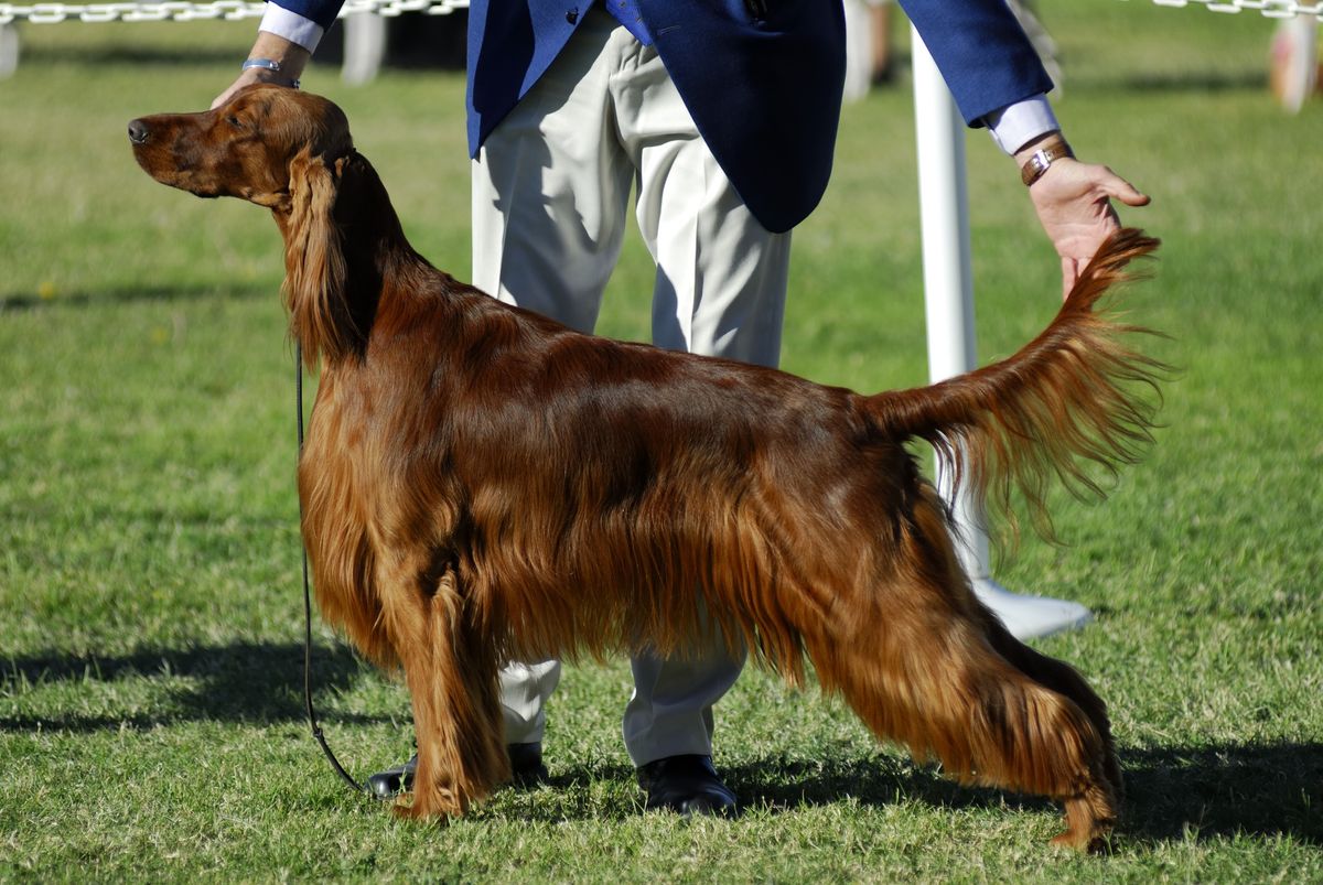 IABCA's 2025 Golden State Winter Sieger International Dog Show