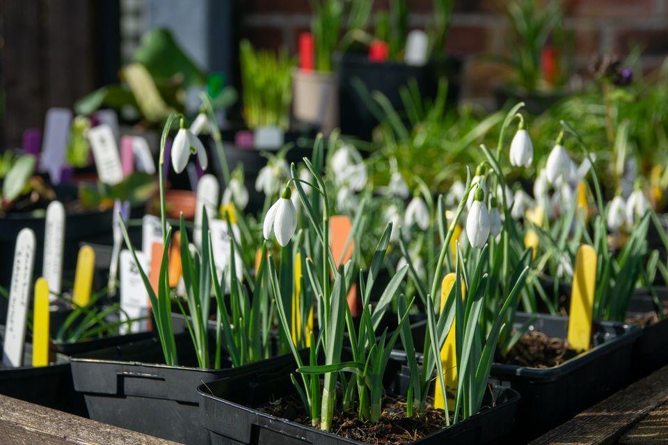 Plant and woodwork sales at Marsden Moor