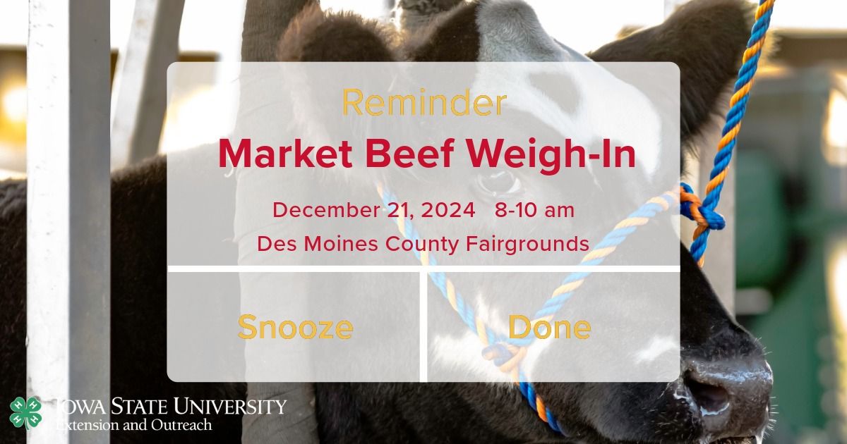 Des Moines County Market Beef Weigh-In