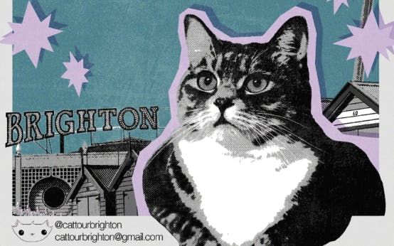 Cat Tour - Purrrrb Quiz