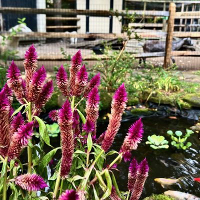 Butterflihh Farm Fund