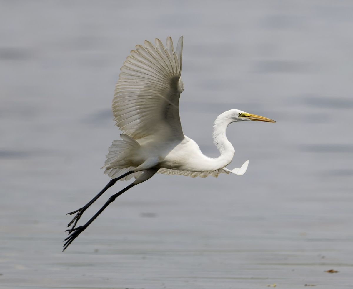 Birding Algonkian Park