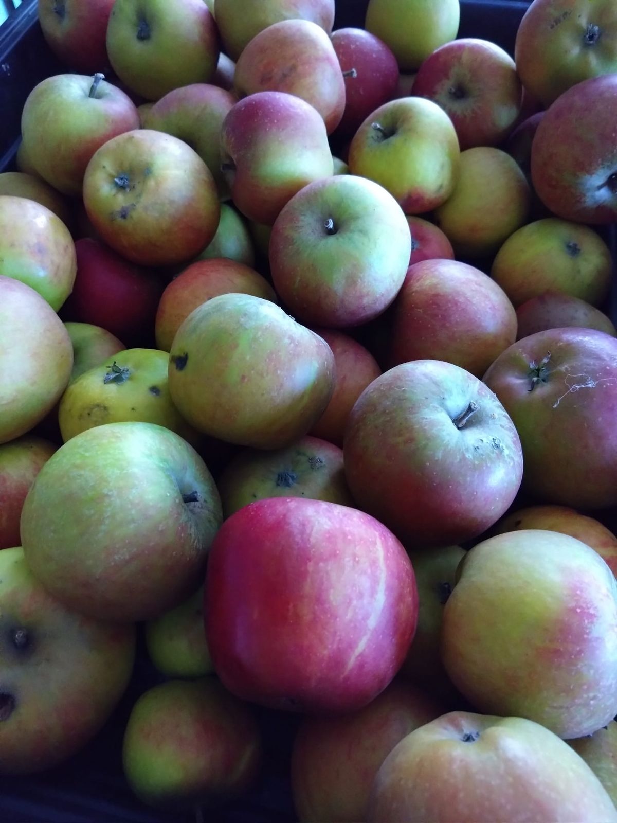 Winter Fruit Tree Pruning Workshop 