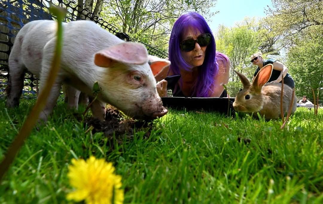 Piglet and Bunny Yoga at Oakholm Brewery!!