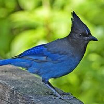 Vancouver Audubon Society