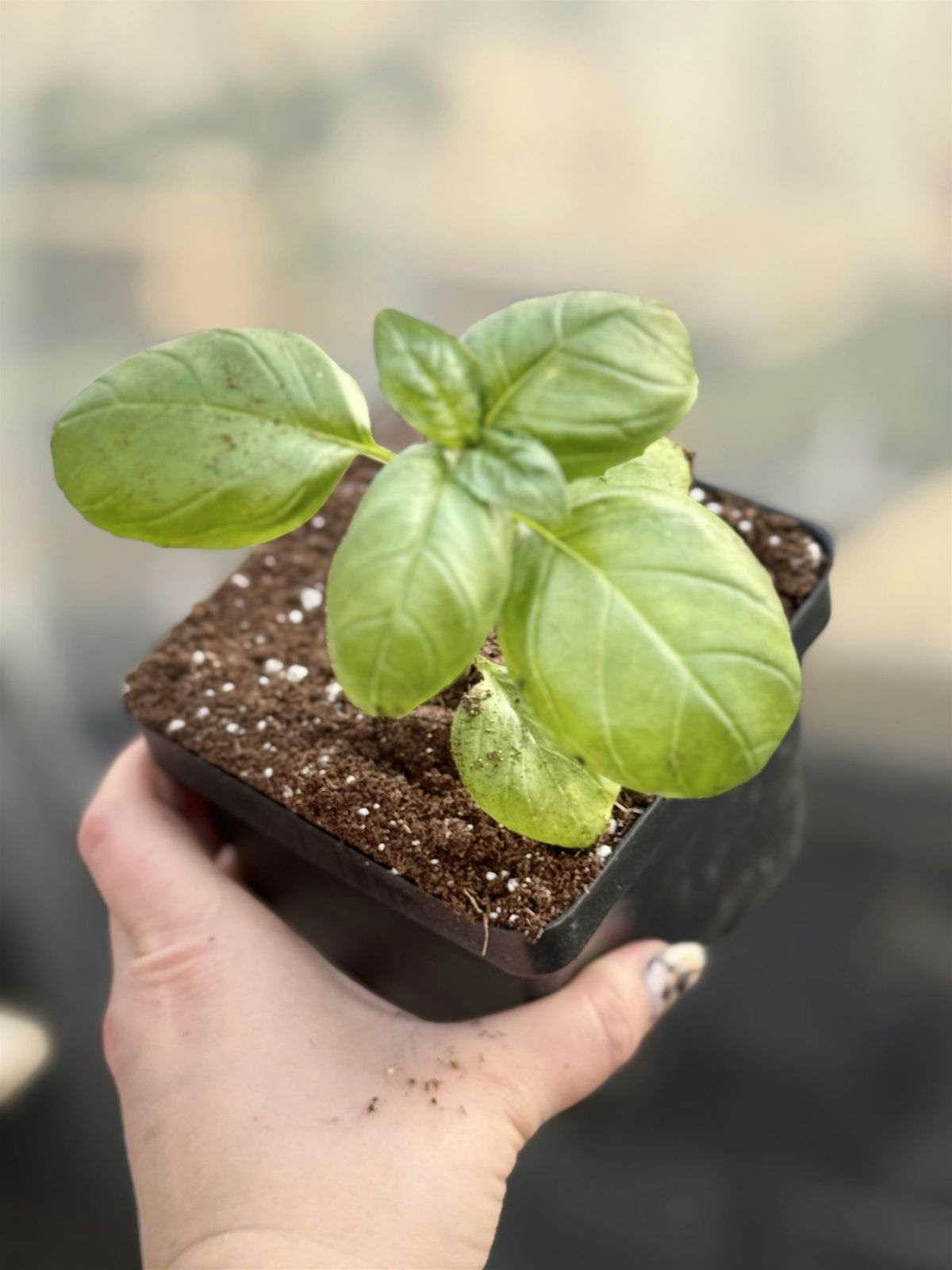 From Garden to Glass: Herb and cocktails experience