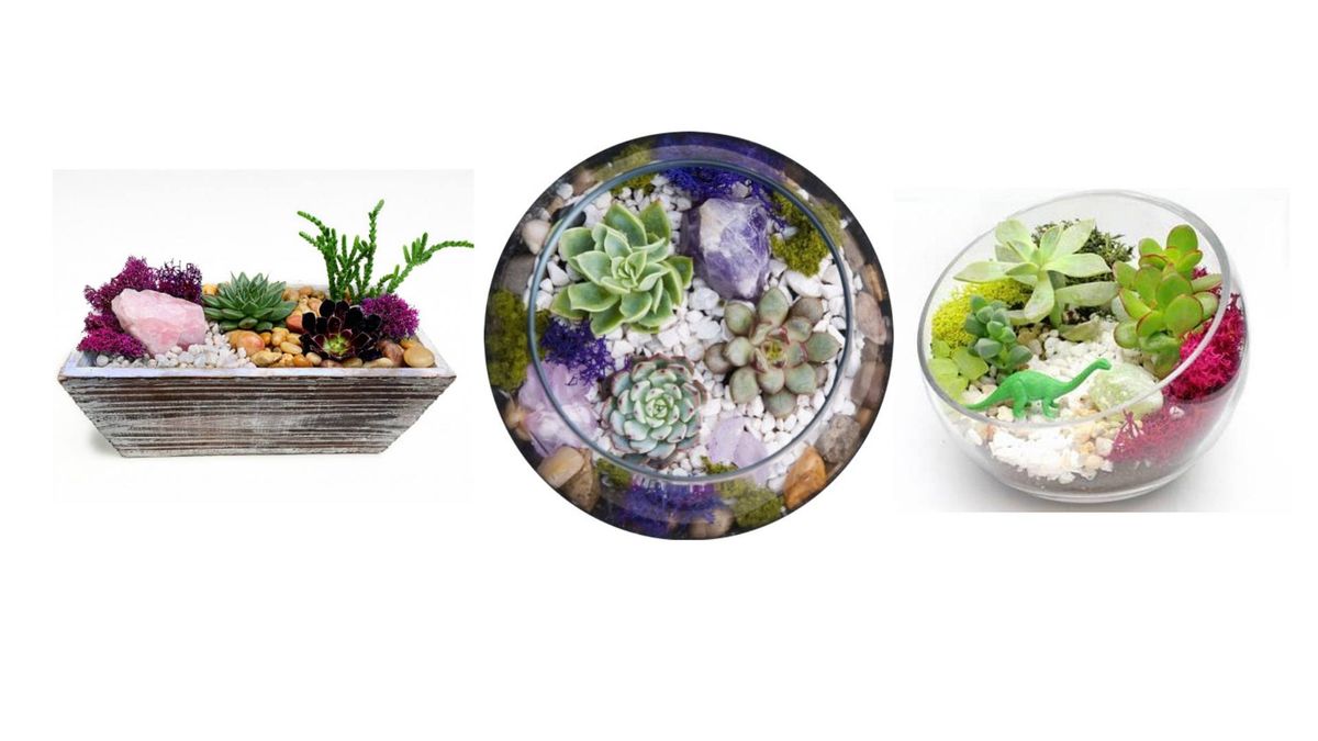 Succulent Terrarium Planting Event at Brewdog Franklinton