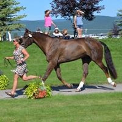 Wasatch Sport Horses