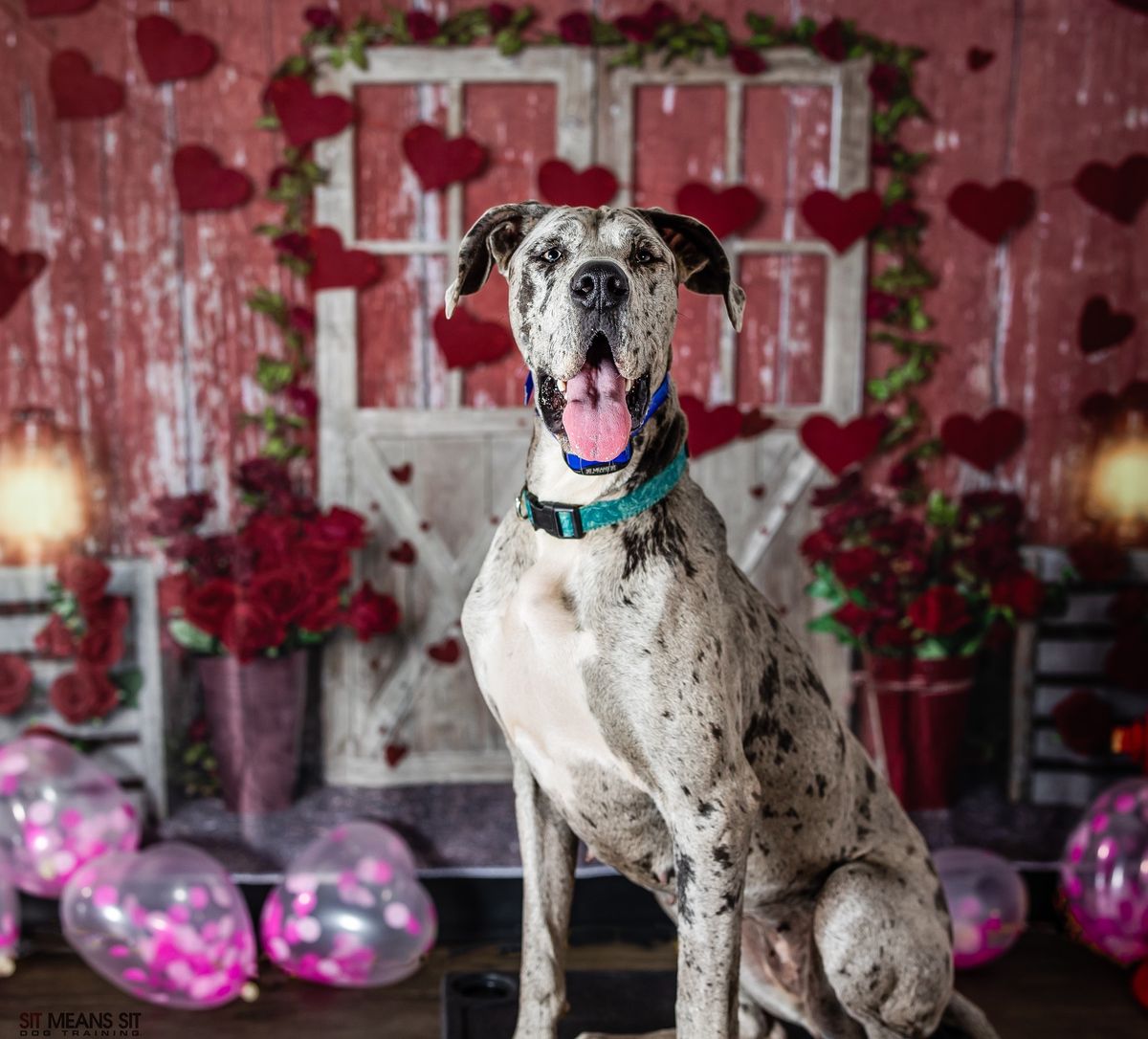 Puppy Love Photo Party\u2665\ufe0f