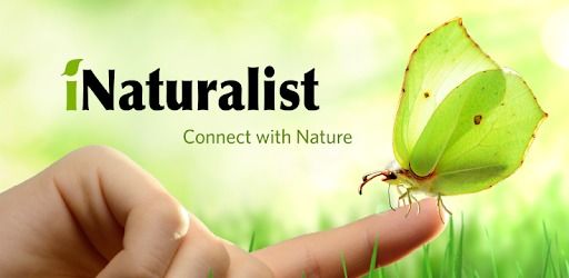 iNaturalist Talk with Rob van Epps