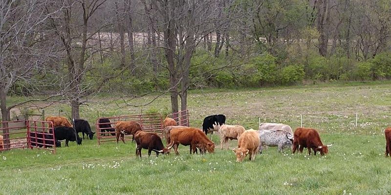 Rotational Grazing: One path to Regenerative Agriculture