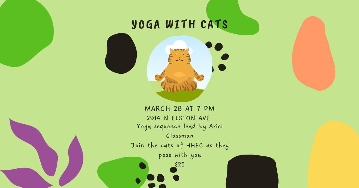 Yoga with Cats!