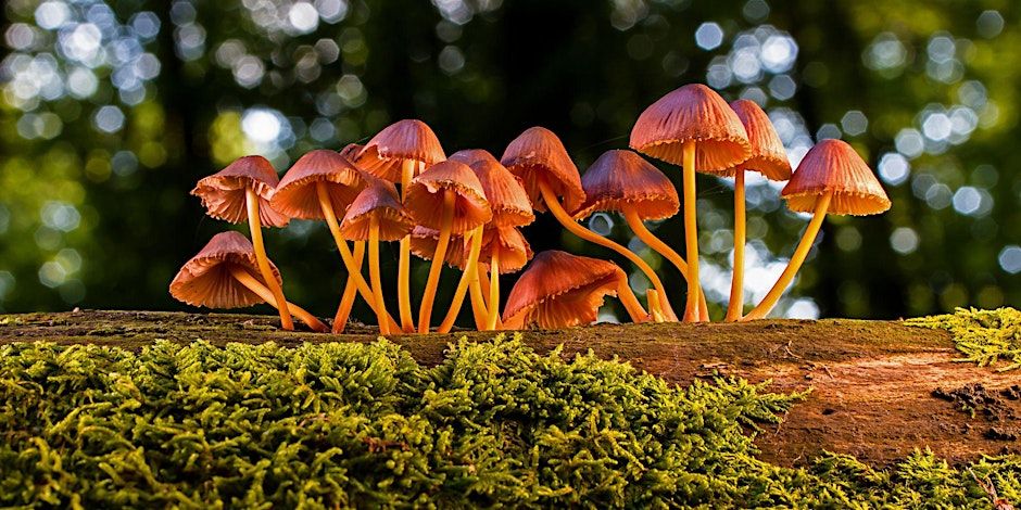 Mushroom Inoculation Workshop