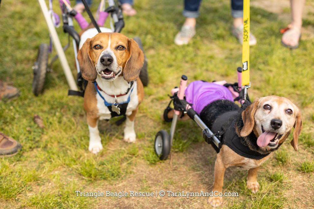 Triangle Beagle Rescue November Adopt a thon at Rosecomb Beer Garden CARY