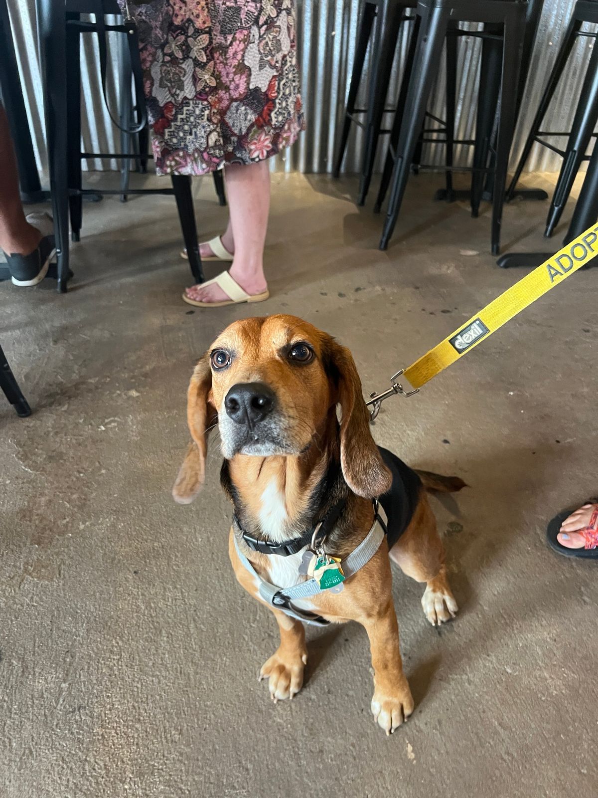 Triangle Beagle Rescue November Adopt a thon at Rosecomb Beer Garden CARY